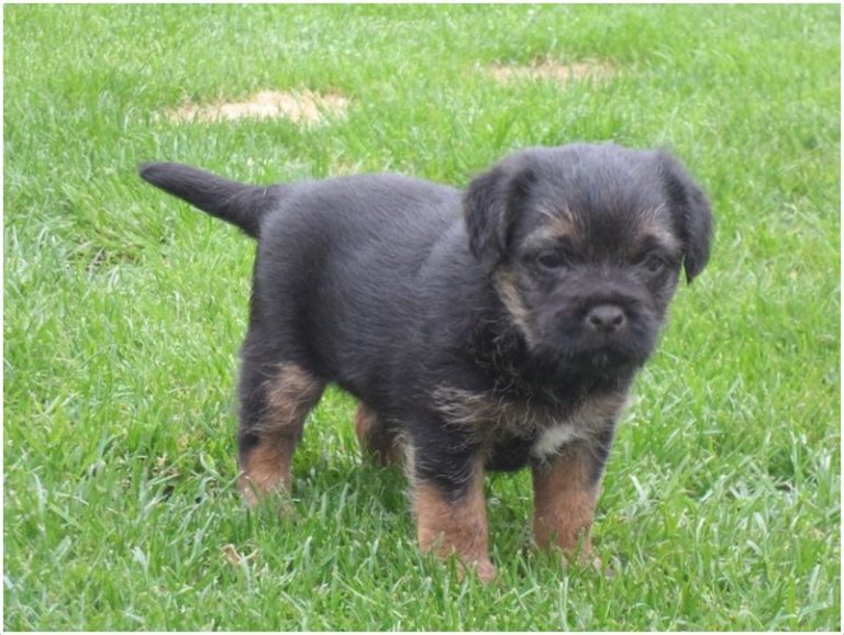 Border Terrier