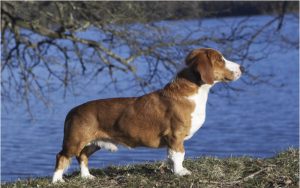 Drever : Facts, Pictures, Temperament, Characteristics