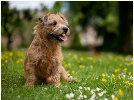 Glen Of Imaal Terrier