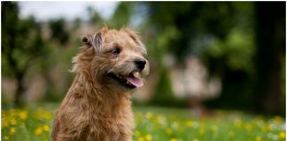 Glen Of Imaal Terrier