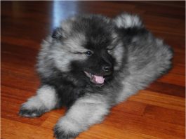 keeshond