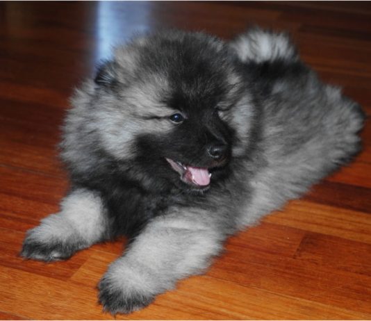 keeshond
