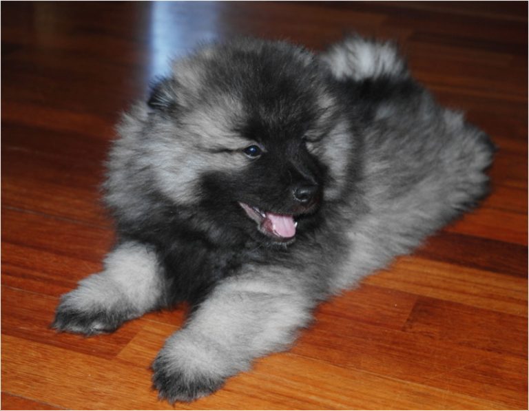 keeshond