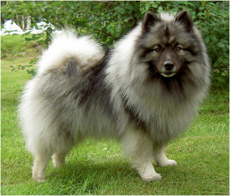 Keeshond - Puppies, Breeders, Facts 