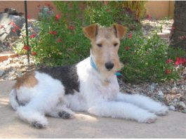 Wire Fox Terrier