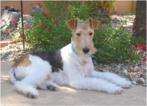 Wire Fox Terrier – Dog Breed Information