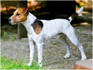 Parson Russell Terrier – Dog Breed Information