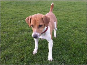 Plummer Terrier – Dog Breed Information