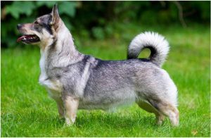 Swedish Vallhund – Dog Breed Information