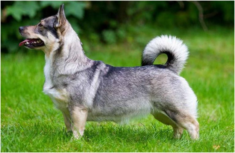 Swedish Vallhund