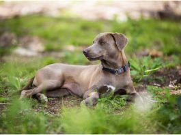 Blue Lacy Dog