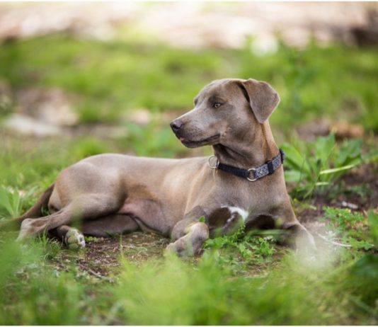 Blue Lacy Dog