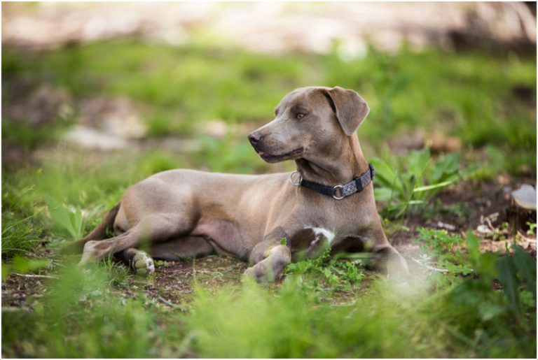 Blue Lacy Dog