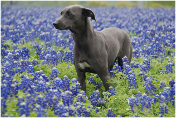 can a blue lacy and a alopekis be friends