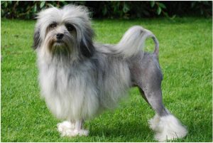 Löwchen – Little Lion Dog Breed Information