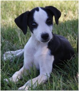 Mountain Feist : Puppies, Facts, Price