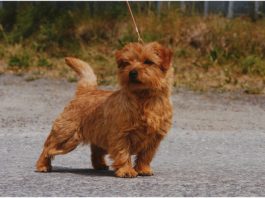 Norfolk Terrier