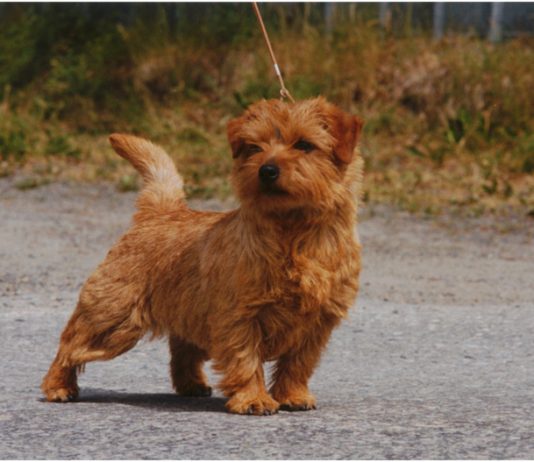 Norfolk Terrier