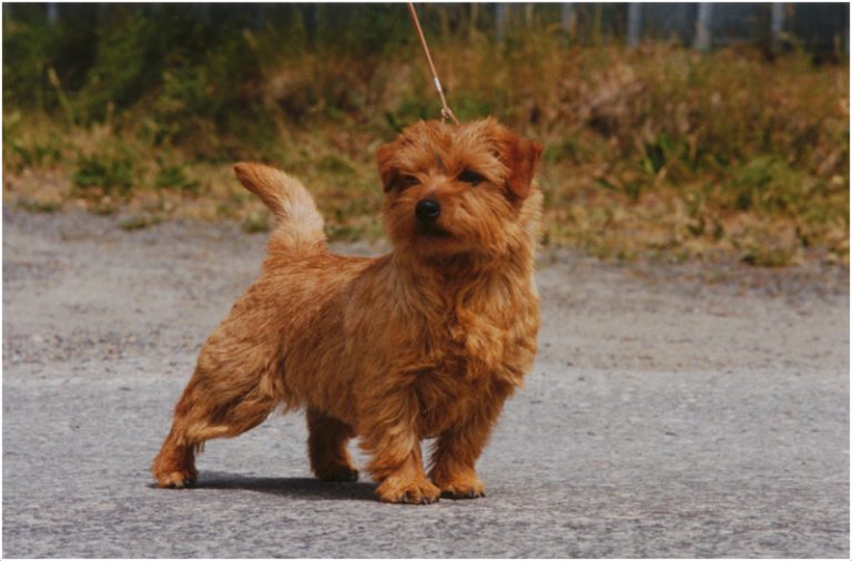 Norfolk Terrier