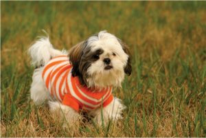 Shih Tzu – Facts, Pictures, Puppies, Temperament