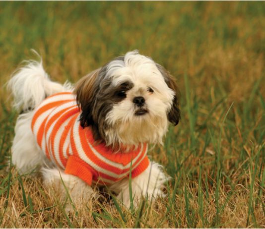 Shih Tzu