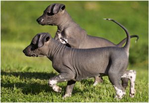 Xoloitzcuintli (Mexican Hairless Dog) – Dog Breed Information