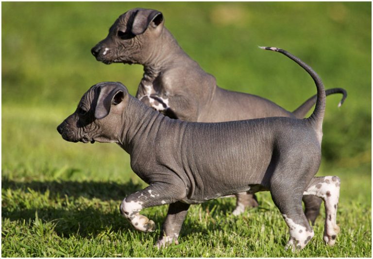 Xoloitzcuintli