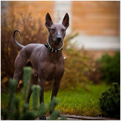 standard xoloitzcuintli price