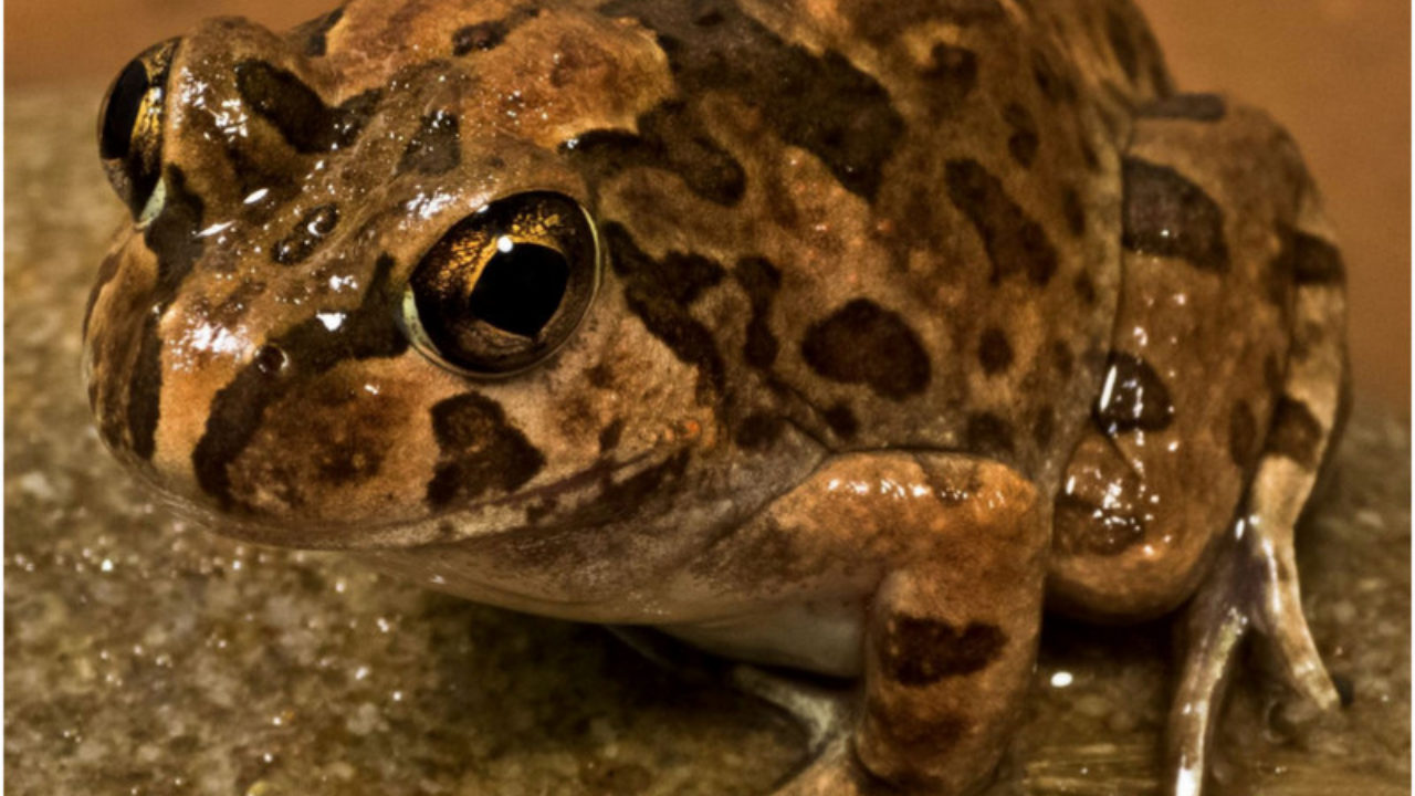 Výsledek obrázku pro Burrowing Frog
