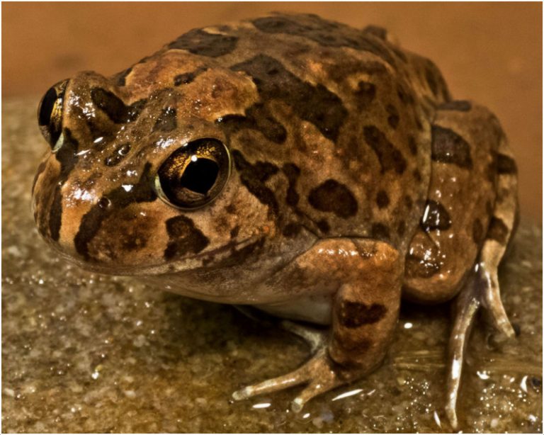 Burrowing Frog