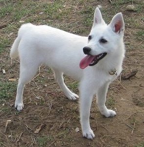Alopekis – Dog Breed Information