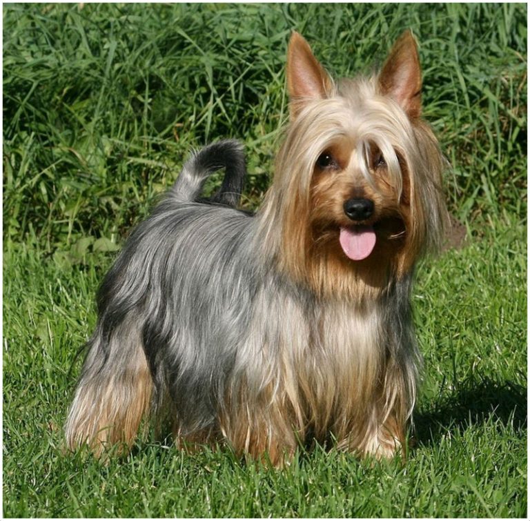 Australian Silky Terrier