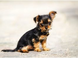 Chorkie