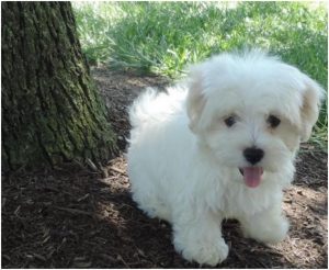 Cotonese : Puppies, Price, Breed Information