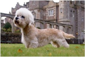 Dandie Dinmont Terrier – Dog Breed Information