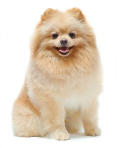 Pomeranian – Facts, Puppy, Temperament, Price