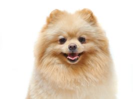 Pomeranian