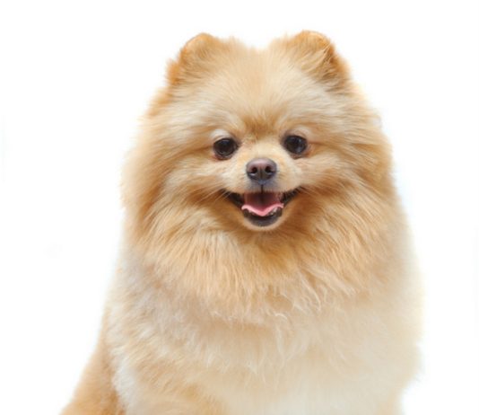 Pomeranian