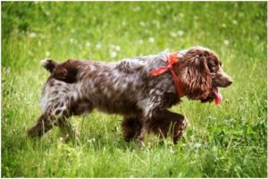 Russian Spaniel