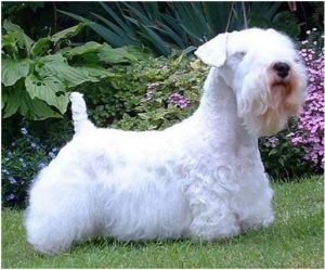 Sealyham Terrier – Dog Breed Information