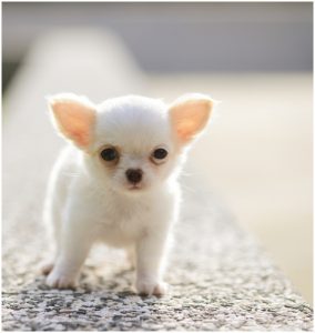 Chihuahua – Puppy, Dog Breed Information