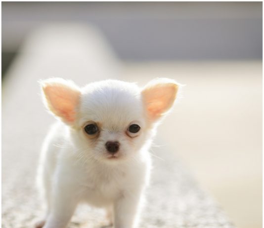 Chihuahua