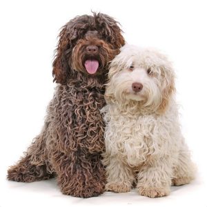 Cockapoo – Dog Breed Information, Puppy, Price