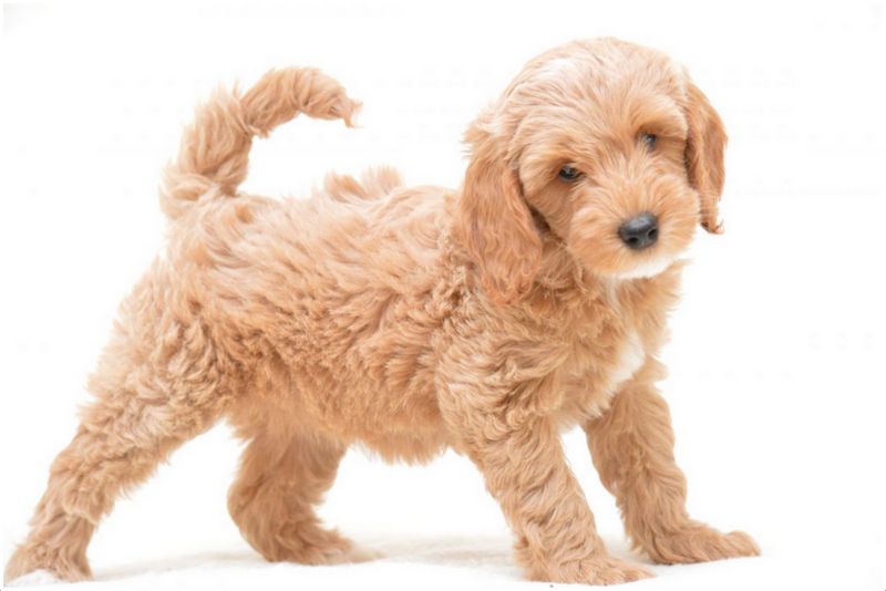 Cockapoo Dog Puppies Facts Pictures Breeders Price