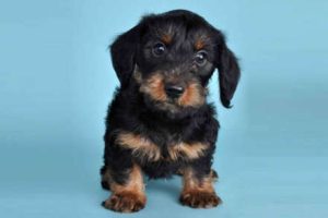 Dorkie : Puppies, Facts, Characteristics, Price