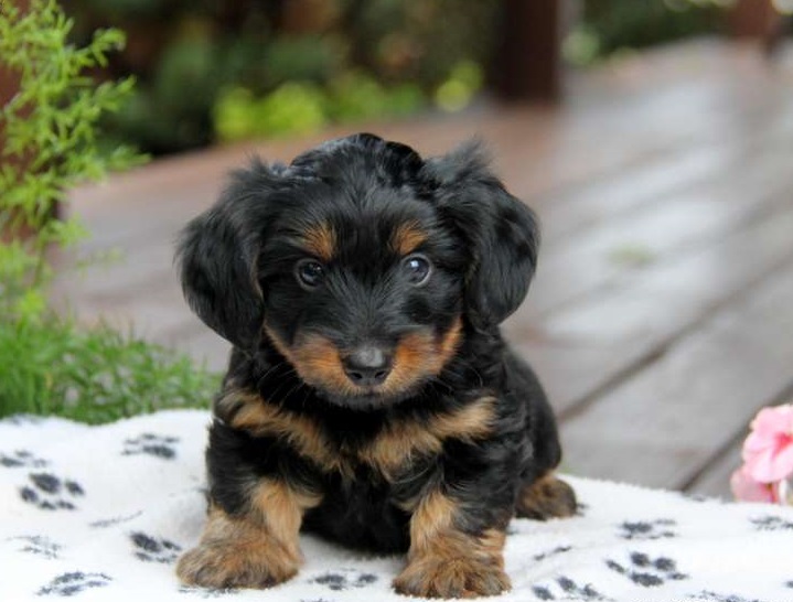 yorkie dachshund puppies