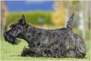Scottish Terrier – Dog Breed Information