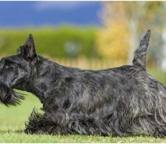 Scottish Terrier