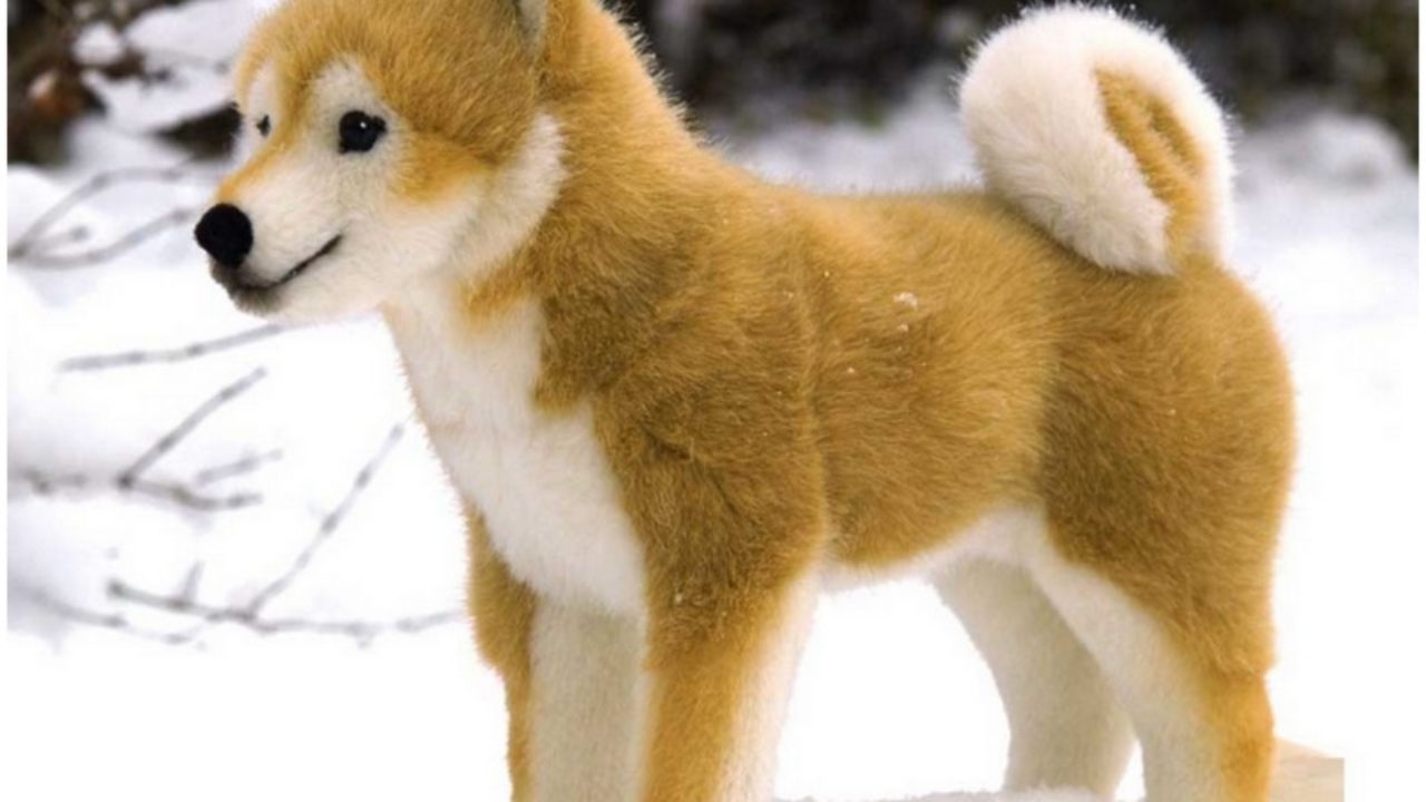 Shiba Inu Facts Pictures Puppies Price Temperament