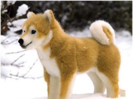 Shiba Inu